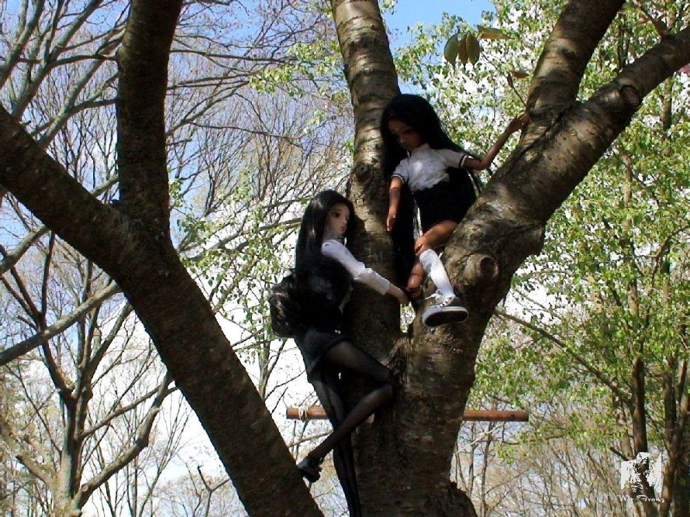 38400_tree009.jpg